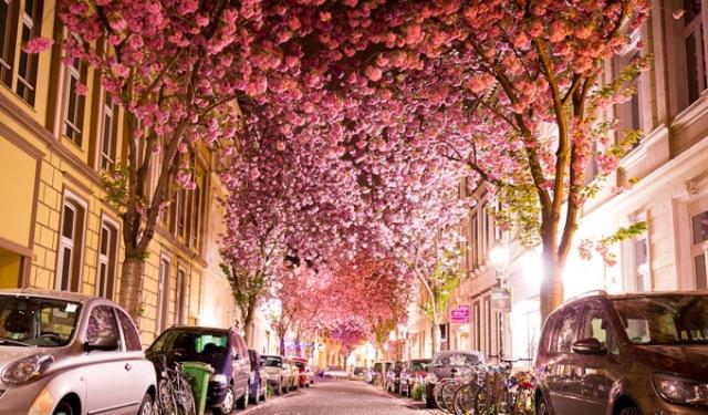 Con đường hoa anh đào tuyệt đẹp tại Bonn - 0
