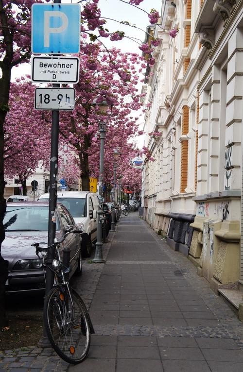 Đường “Hoa Anh Đào” thơ mộng ở Bonn - 5