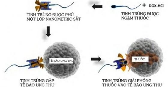 Tinh trùng có thể chữa ung thư