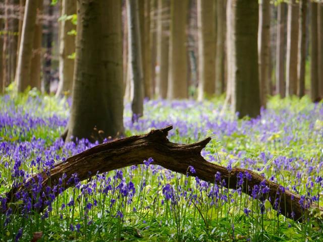 Lạc giữa rừng hoa chuông xanh ở Hallerbos - 0