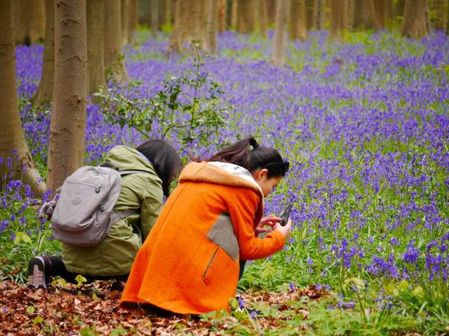 Lạc giữa rừng hoa chuông xanh ở Hallerbos - 4