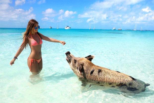 Cô gái Đức mặc bikini hối hận vì chụp ảnh cùng đàn cá mập - 0