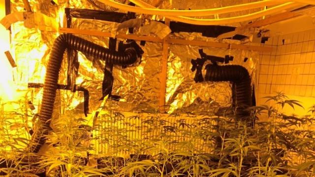 Một người Việt Nam ra tòa vì trồng cần sa ở Lotte, Đức - 0