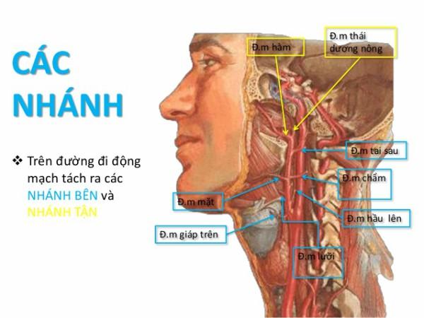 Bẻ cổ, lắc cổ kêu răng rắc gây nguy hiểm như thế nào cho bạn? - 2