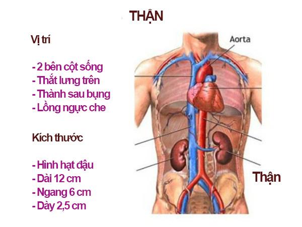 Thầy Đông y xem mạch xong nói “Thận bệnh rồi” còn bệnh nhân thì khăng khăng không phải. Vì sao vậy? - 1