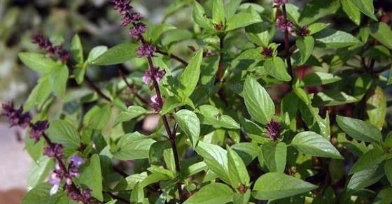 132 2 Cong Dung Chua Benh Tuyet Voi Cua 7 Loai Rau Thom Quen Thuoc