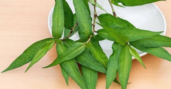 132 4 Cong Dung Chua Benh Tuyet Voi Cua 7 Loai Rau Thom Quen Thuoc