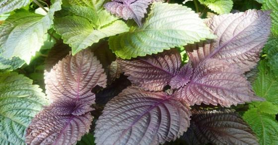 132 6 Cong Dung Chua Benh Tuyet Voi Cua 7 Loai Rau Thom Quen Thuoc