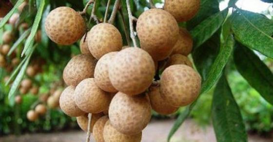 132 1 7 Cong Dung Cua Qua Nhan Ma Ban Khong Nen Bo Qua Trong He Nay