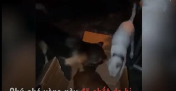 132 1 Chu Cho Lien Tuc Lay Goi Ban Da Chet Khien Nguoi Xem Khong Cam Duoc Nuoc Mat
