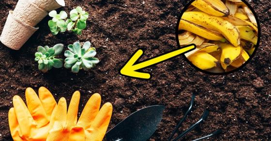 132 6 Chuoi Va Nhung Loi Ich Bat Ngo Tu Vo Chuoi