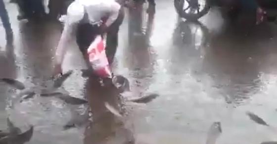 132 1 Mua Ca Tuoi Tu Tren Troi Roi Xuong Nguoi Dan Do Xo Ra Nhat Cac Nha Khoa Hoc Giai Thich Nguyen Do
