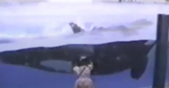132 1 Khoi Coi Hai Lam Gi Xem Clip Cac Pha Treu Choc Dinh Cao Cua Dong Vat Cung Du Khien Ban Thu Gian