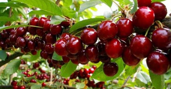 132 1 Trong Cherry Tai Nha Cho Qua Sai Triu Canh An Quanh Nam Khong Het