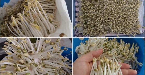 132 1 Nang Dau Viet Tai Duc Lam Gia Do Khong Can Tuoi Nuoc 3 Ngay Thu Hoach