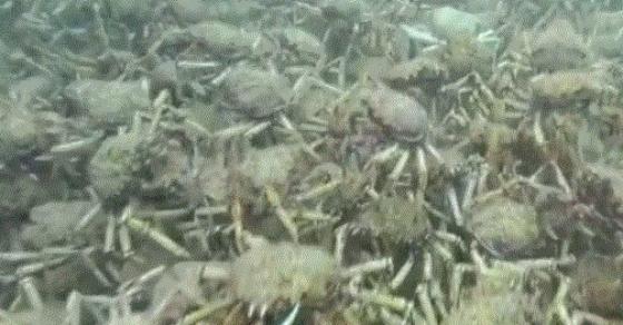 132 2 Nha Khoa Hoc Dau Dau Vi 1 Trieu Con Cua Vua Tan Pha He Sinh Thai Nam Cuc Dan Mang Trung Quoc Chung Toi Giup Ban An Moi Nguy Hiem Nay