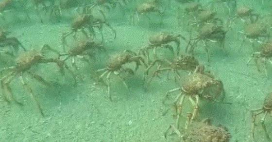 132 3 Nha Khoa Hoc Dau Dau Vi 1 Trieu Con Cua Vua Tan Pha He Sinh Thai Nam Cuc Dan Mang Trung Quoc Chung Toi Giup Ban An Moi Nguy Hiem Nay