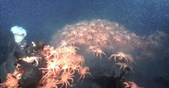 132 6 Nha Khoa Hoc Dau Dau Vi 1 Trieu Con Cua Vua Tan Pha He Sinh Thai Nam Cuc Dan Mang Trung Quoc Chung Toi Giup Ban An Moi Nguy Hiem Nay