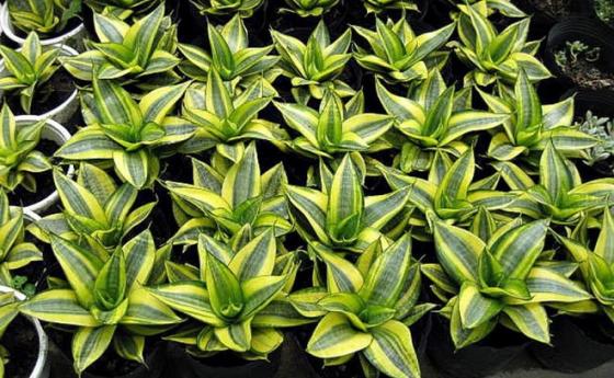 132 3 Trong Phong Ngu Nha Ban Co Cay Luoi Ho Khong Neu Chua Hay Trong Ngay 1 Cay Vi Li Do Nay