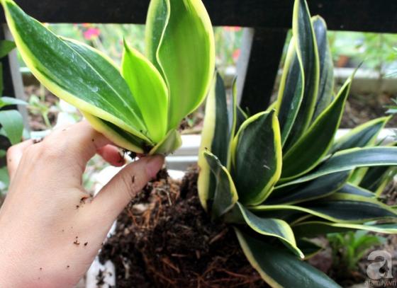 132 4 Trong Phong Ngu Nha Ban Co Cay Luoi Ho Khong Neu Chua Hay Trong Ngay 1 Cay Vi Li Do Nay