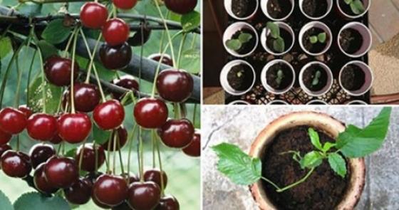 132 1 Cach Trong Cherry Tai Nha Cho Qua Sai Triu Canh An Quanh Nam Khong Het