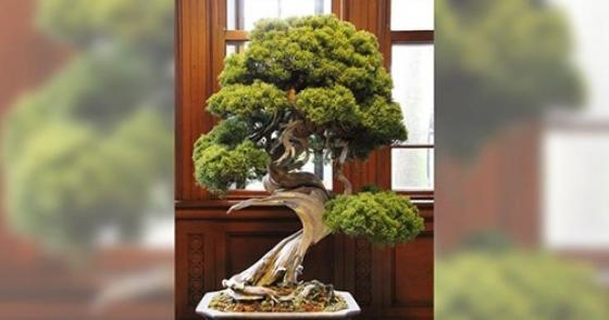 132 1 Nghe Nhan Nhat Ban Mat Trom Bonsai 400 Nam Tuoi Gan 100000 Usd