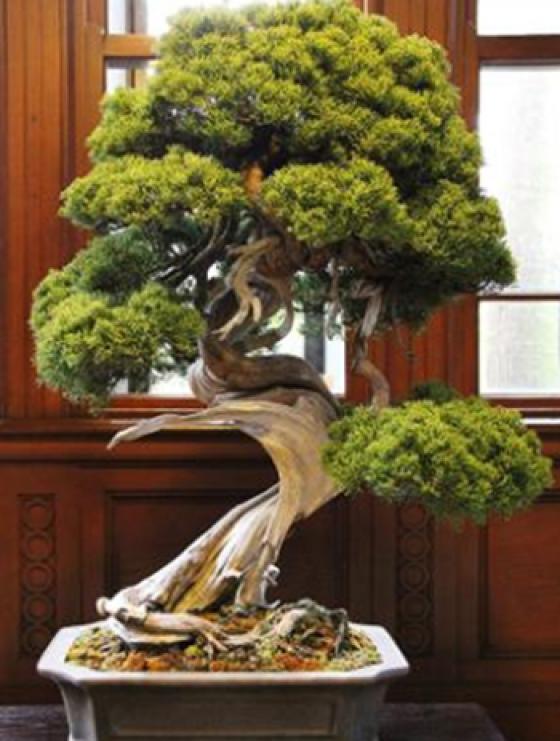 132 2 Nghe Nhan Nhat Ban Mat Trom Bonsai 400 Nam Tuoi Gan 100000 Usd