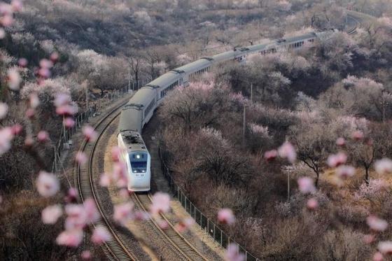132 4 Hoa Anh Dao Vao Dot No Ro Tren Khap The Gioi