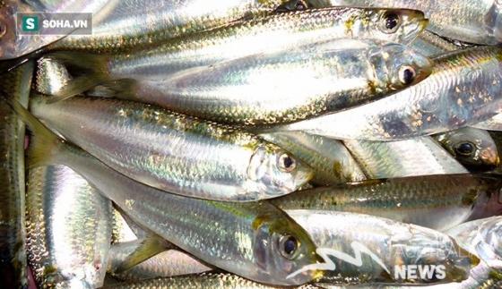 132 6 Bac Si Nhat Huong Dan Cach Tam Sach Huyet Quan Ai Lam Duoc Thi Song Khoe Den Gia