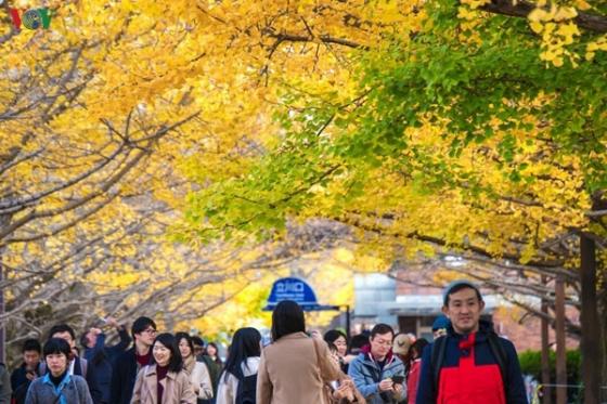 132 15 Den Tokyo Dao Duoi Tan Ngan Hanh Nhuom Vang Mua Thu