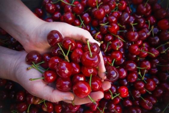 132 2 Su That Rung Minh Ve Nhung Thung Cherry My Ban Tran Lan Tren Mang Xh Viet Nam