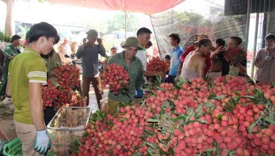 132 1 Vai Thieu Luc Ngan Chuan Bi Xuat Khau Sang Nhat Ban