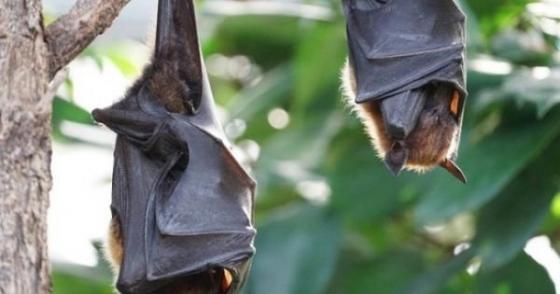 132 1 Uc Phat Hien Them 1 Virus Moi O Doi Gay Ra Benh Giong Aids