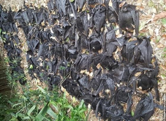 132 2 Uc Phat Hien Them 1 Virus Moi O Doi Gay Ra Benh Giong Aids