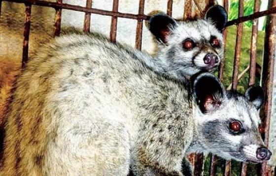 132 1 Nguyen Ca Dan Chon O Ha Lan Duong Tinh Voi Sars Cov 2