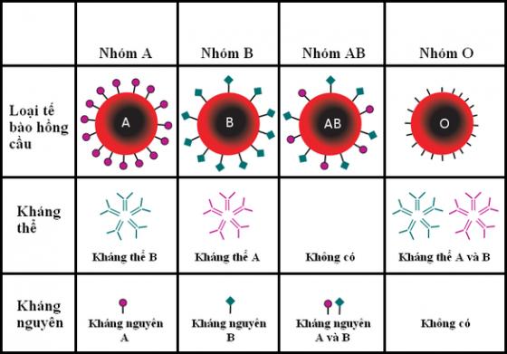 132 2 Phat Hien Moi Nguoi Nhom Mau O Co Suc De Khang Tot Hon Voi Virus Corona