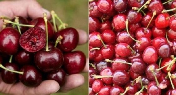 132 1 Su That Ve Chuyen Nhap Ban Cherry Tu My  Ve Viet Nam Ban Voi Gia Re Bat Ngo Ma Chat Luong Van Tuoi Ngon