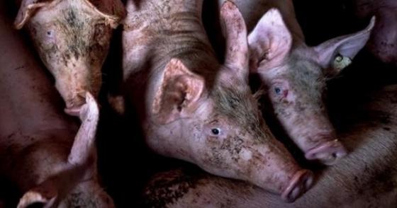 132 1 Phat Hien Chung Virus Cum Heo Moi Tai Trung Quoc Co Kha Nang Gay Dai Dich