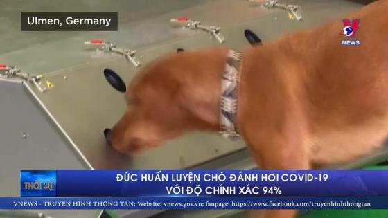 Đức: Chó được huấn luyện vài ngày đánh hơi COVID-19 với độ chính xác 94%