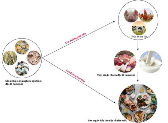 132 3 Nhung Doc To Nam Moc Trong Thuc Pham Gay Ung Thu