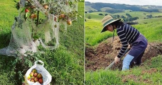 132 1 Co Giao Tieng Anh Theo Chong Sang Uc Lam Nong Dan Cham 300 Con Bo