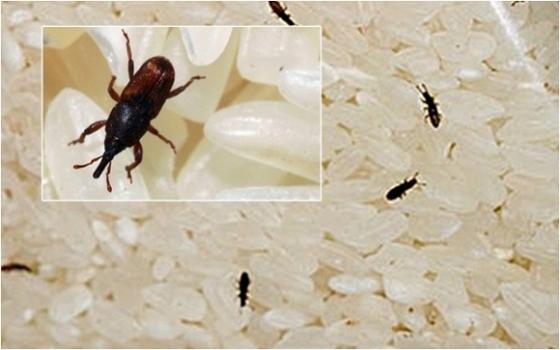 132 1 8 Meo Nho Tuy Don Gian Nhung Co The Giai Quyet Duoc Nhung Van De Lon Trong Nha