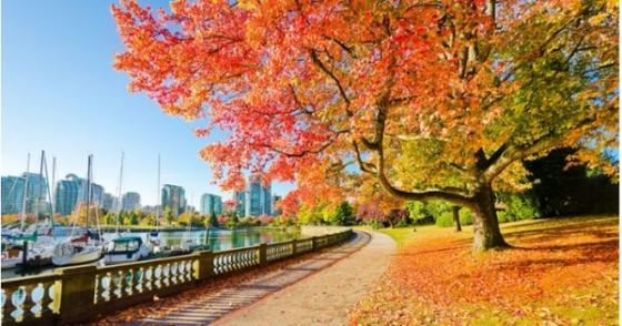 132 1 Cu Ngo Sang Canada Kho Xin Viec Chi Phi Dat Do Viet Kieu 5 Nam Sinh Song O Xu So La Phong  Biet The Sang Som Hon