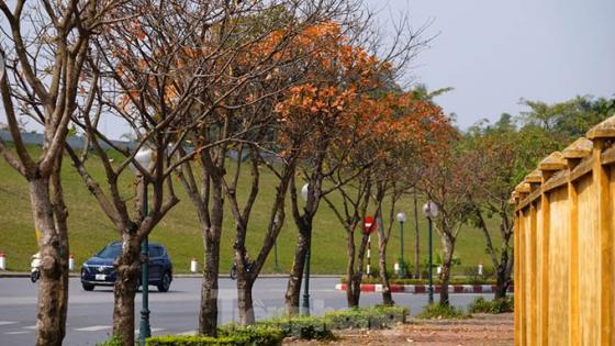 132 1 Nhung Cung Duong Ha Noi Vang Ruc Mua Cay Loc Vung Thay La