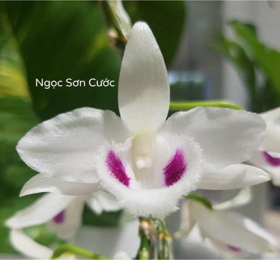 132 1 Nghi Van Quanh Vu Mua Ban Lan Var Ngoc Son Cuoc 250 Ty O Quang Ninh