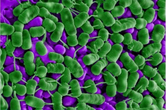 3 Nem Chua Viet Nam Len Tap Chi Khoa Hoc Uy Tin Quoc Te Mon An Dan Da An Chua Mot Vu Khi Cuc Dinh