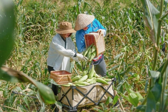 Bỏ phố về quê thời Covid-19