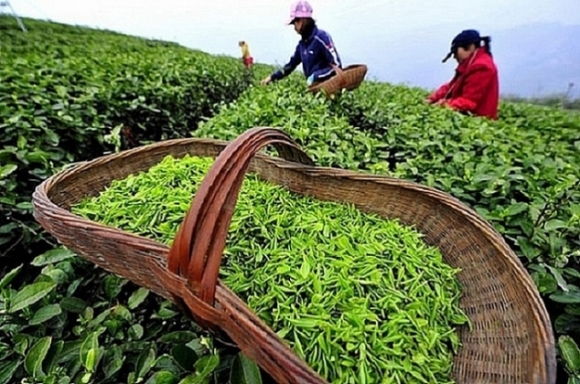 1 Thi Phan Che Viet Nam Xuat Khau Sang Nga Giam