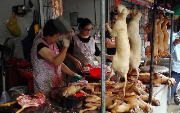 1 Tien Si Van Hoa Vn Khong The Noi An Thit Cho La Man Ro Cho La Ban Cung Co The La Thuc An