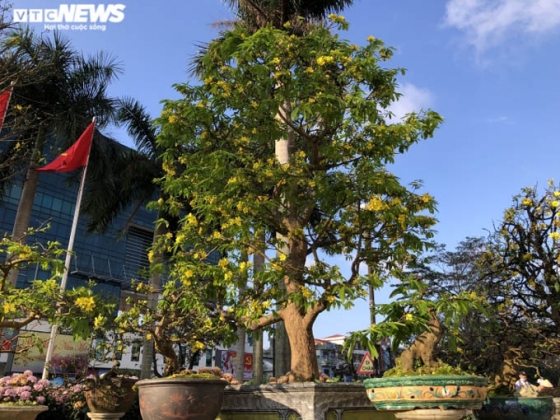 3 Ngam Nhung Cu Mai Duoc Het Gia Tram Trieu Don Tet Nham Dan